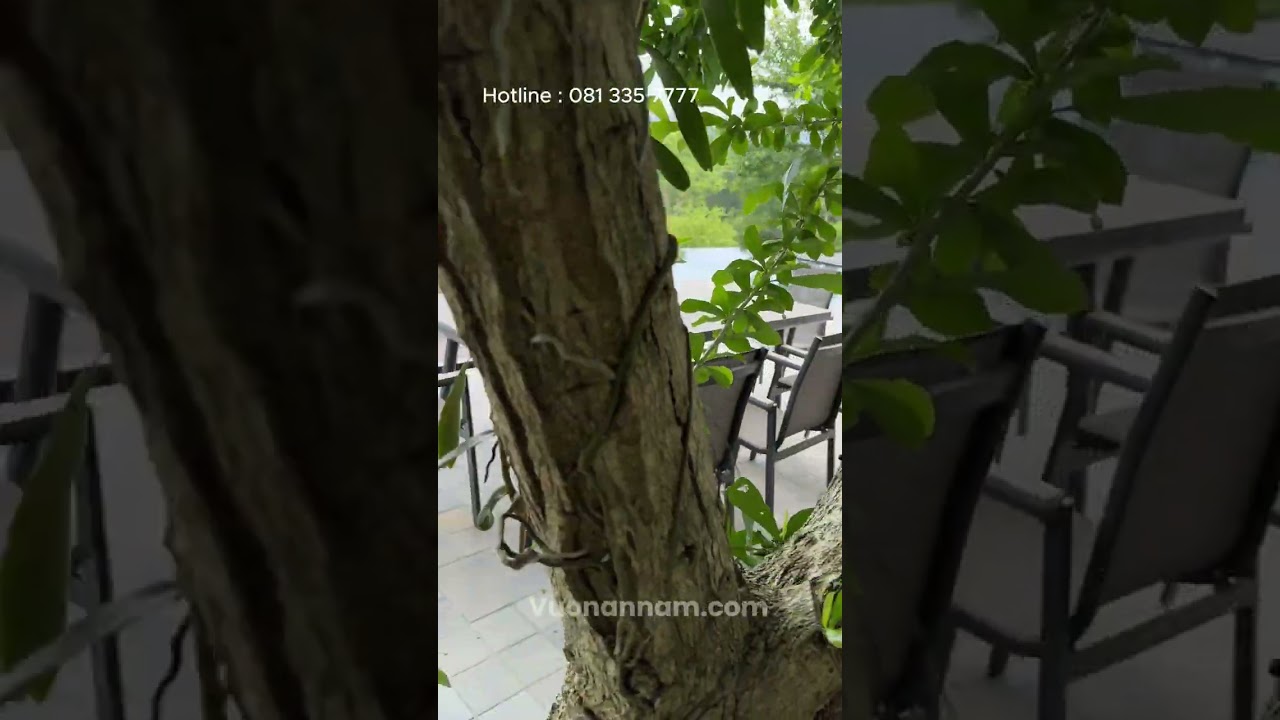 Bộ Bàn Ghế Sân vườn BC-CNR - Vườn An Nam #bànghếsânvườn #garden #bànghếsânvườn #bànghếngoàitrời