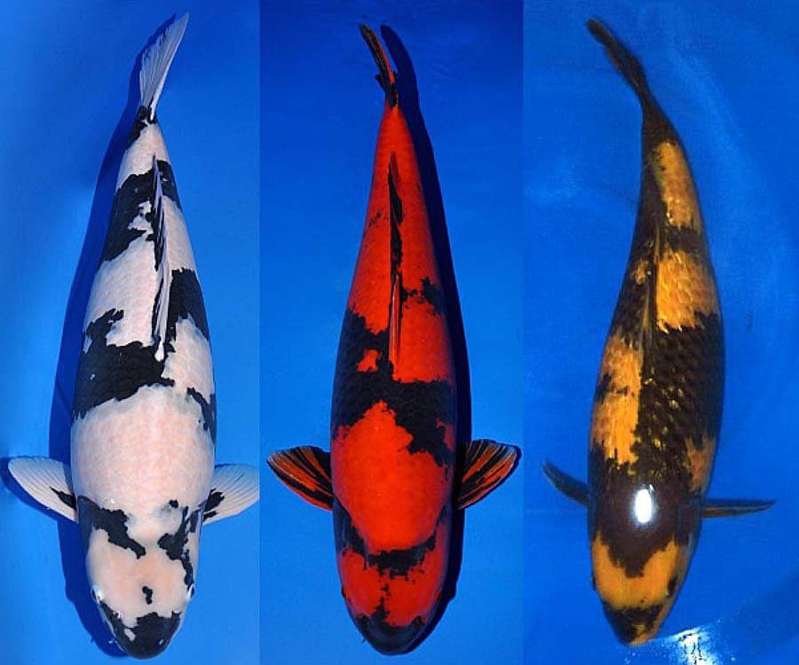 Giống cá Koi Utsuri