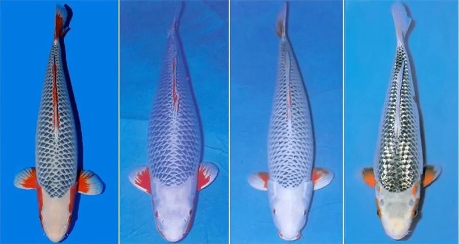 Giống cá Koi Asagi