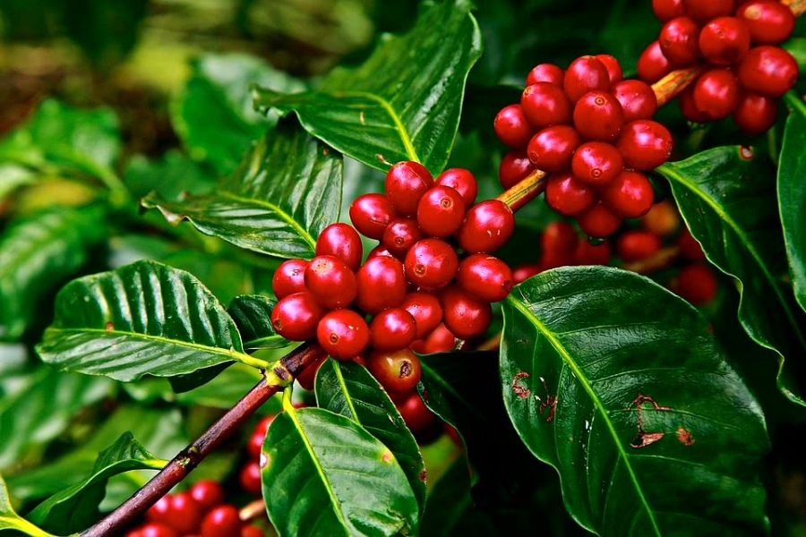 Thông tin cơ bản, nguồn gốc xuất xứ của cây cà phê
