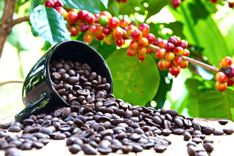 Đặc điểm thực vật của cây cà phê

