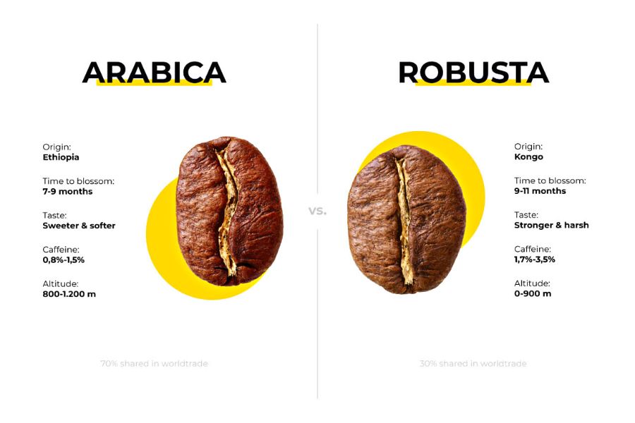 Hạt cafe arabica và robusta