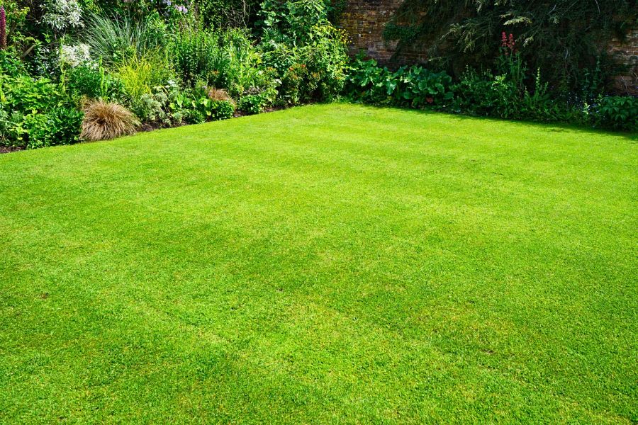 Chọn loại cỏ phù hợp vỡi sân vườn của bạn